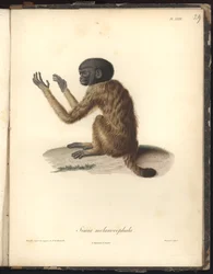 Simia melanocephala, Pl. XXIX, gravure sur acier par Louis Bouquet (1765-1814) d