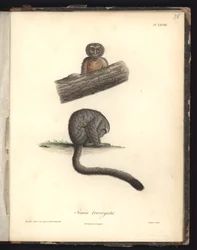 Simia trivirgata, Pl.XXVIII, gravure en acier par Louis Bouquet d