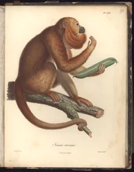 Simia ursina, Pl.XXX, illustration de Recueil d