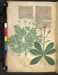 Egerton 747 f.101v Tractatus de Herbis, vers 1280-1310