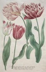Tulipes