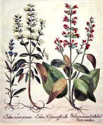 Espèces de Sauge