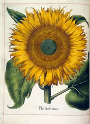 Un tournesol (flos slois major), de 