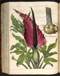 Dracontium Maius, de Hortus Eystettensis, par Basilius Besler