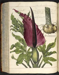 Dracontium Maius, illustration de 