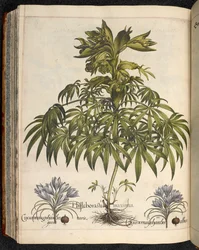 Helleboraster maximus, de Hortus Eystettensis, par Basilius Besler