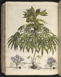 Helleborus, illustration de 