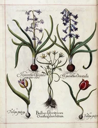 Jacinthe et tulipe, de 