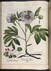Cyclamen Vernum, Paonia Mas flore albo, de Hortus Eystettensis, par Basilius Besler