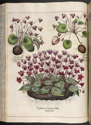 Cyclamen, Hortus Eystettensis, Basilius Besler, 1613