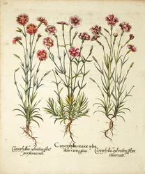 Variétés de Caryophyllus Sylvestris publiées dans Hortus Eystettensis, 1613