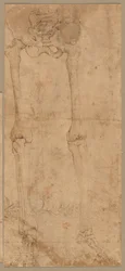 Moitié inférieure du squelette de face, début des années 1540