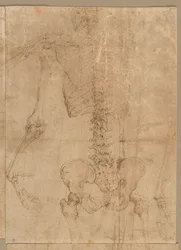 Moitié supérieure du squelette de dos, début des années 1540