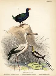 Cigogne asiatique, jacana à longue queue et takahe. 1855 (lithographie)