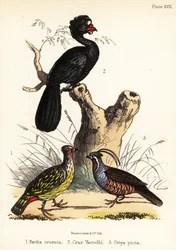 Faisan sanguin, hocco à caroncules et colin de montagne. 1855 (lithographie)