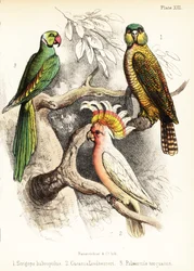 Kakapo, cacatoès de Major Mitchell et perruche alexandrine. 1855 (lithographie)