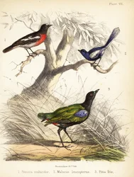Rouge-gorge du Pacifique, mérion leucoptère et pitta arc-en-ciel. 1855 (lithographie)