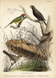 Tisserin sociable, grand pinson terrestre et pinson de Gould. 1855 (lithographie)