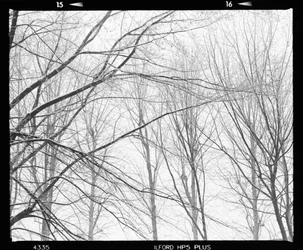 Branches nues en hiver
