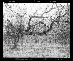 Les branches de la mémoire