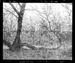 Arbres forestiers en détresse