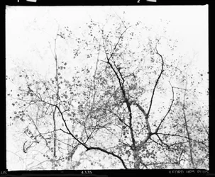 Branches d
