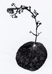 Feuille de lichen, 2014