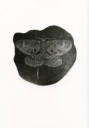 Papillon de nuit, 2016