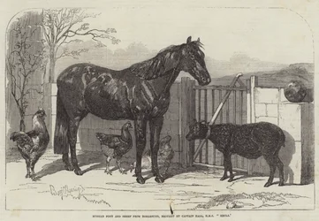 Poney russe et moutons de Bomarsund, apportés par le capitaine Hall, HMS Hecla
