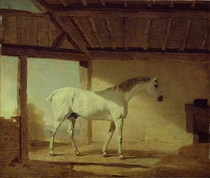 Le cheval du comte de Coventry