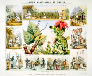 Cochenille et insectes de laque, vers 1850