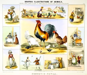 Volaille domestique, vers 1850