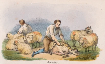 Tonte, vers 1845