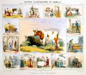 La vache, vers 1850