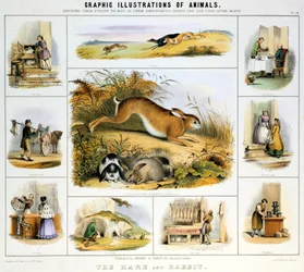 Le lièvre et le lapin, vers 1850