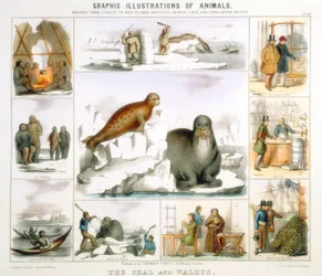 Le phoque et le morse