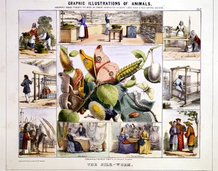 Le ver à soie, vers 1850