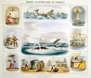 La Baleine, c1850