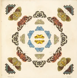 Détail (Planche III), de A Rare Depiction of Butterflies and Moths, pub. 1764