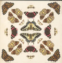 Détail (Planche II), de A Rare Depiction of Butterflies and Moths, pub. 1764