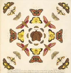 (détail) de la Planche IX, d