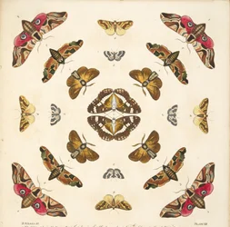 Détail (Planche VIII), de A Rare Depiction of Butterflies and Moths, pub. 1764