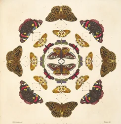 Détail (Planche VII), de A Rare Depiction of Butterflies and Moths, pub. 1764