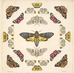 Détail de la planche XII, d