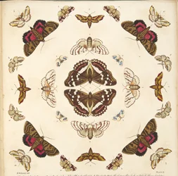 Détail (Planche X), de A Rare Depiction of Butterflies and Moths, pub. 1764