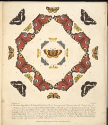 Planche 1, de A Rare Depiction of Butterflies and Moths, pub. 1764