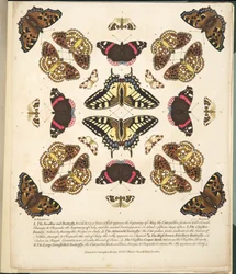Planche II, de A Rare Depiction of Butterflies and Moths, pub. 1764