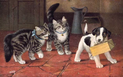 Carte postale de chat