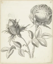 Deux roses