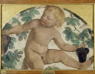 Putti récoltant - Putto sous une pergola, c.1514 (détaché et monté sur panneau)